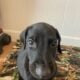 Doberman Puppies