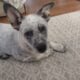 Blue Heeler Puppies