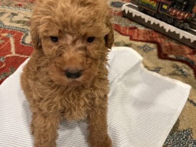 Labradoodle Puppies