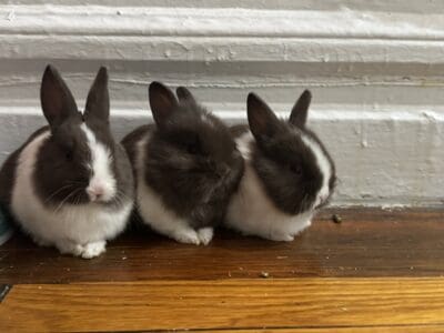 Lionhead rabbits