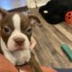 Hart, handsome red Boston terrier