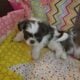 Imperial shih Tzu