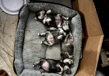 Mini Schnauzer puppies