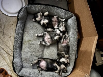 Mini Schnauzer puppies