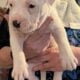 American Bully Catahoula Leopard/Boxer Puppies
