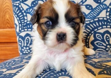 Adorable Shih Tzu Puppies
