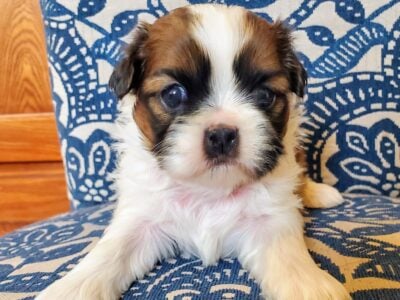 Adorable Shih Tzu Puppies