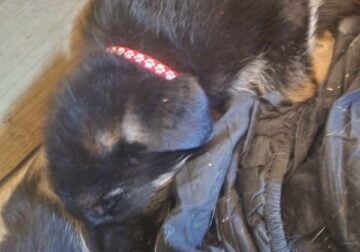 German shepherd puppies for sale