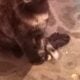2 calico kittens free to a good home