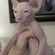 Hairless Peterbald Sphynx