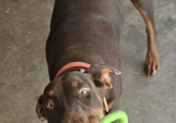 Pure Doberman Fur Babies! Reserve now!