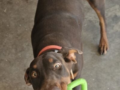 Pure Doberman Fur Babies! Reserve now!
