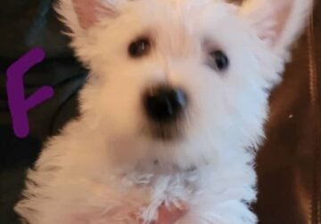 WESTIE! ONLY 3 left, yellow, purple and teal.
