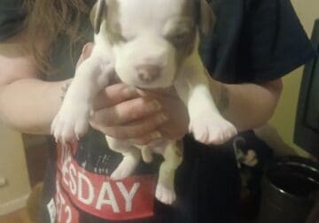 Pit bull puppies
