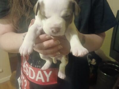 Pit bull puppies
