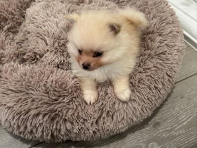Pomeranian Puppy AKC