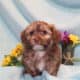 ICA registered Yorkiepoo