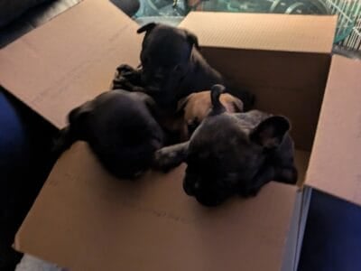 CKC Frenchton puppies 1 f 3 m 6 weeks