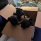 CKC Frenchton puppies 1 f 3 m 6 weeks