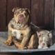 English Bulldog puppies