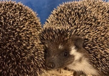 Baby Hedgies