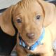 AKC registered Miniature Dachshund puppies