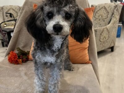 Loves Toy Poodles for sale