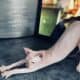 Hairless Peterbald Sphynx