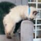 TICA Seal Colorpoint Male (blue collar)