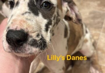 Orange collar puppy