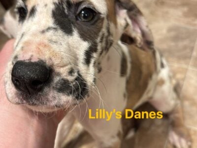 Orange collar puppy