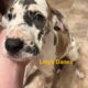 Orange collar puppy