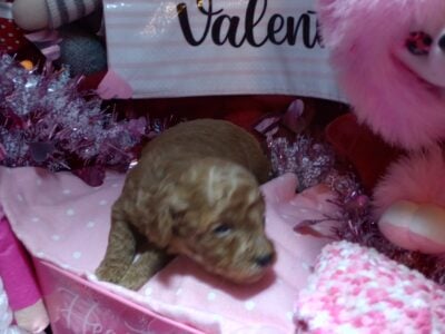 F1b female Maltipoo