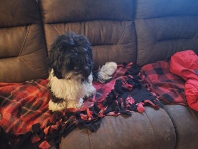 Shitzu cockerspaniel mix