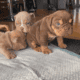 English Bulldog puppys