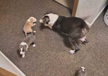 Pitbull puppies