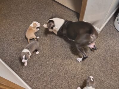 Pitbull puppies