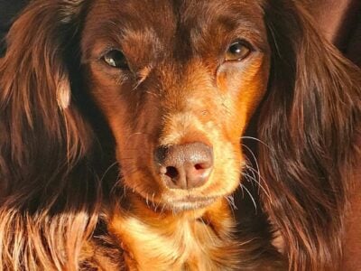 Miniature Dachshund Puppies