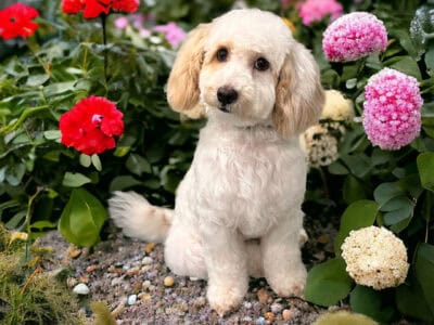 MaltiPoo