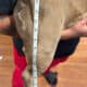 Mini AKC Bulldog – Lilac Fawn Mini – Ready for