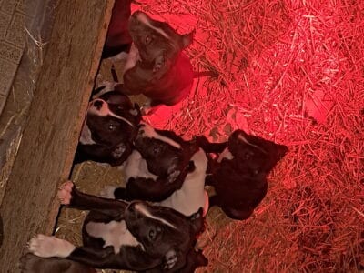 Pitbull puppies,