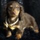 Tootsie Roll ACA Mini Dachshund