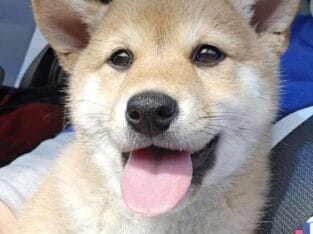 Shiba Puppies