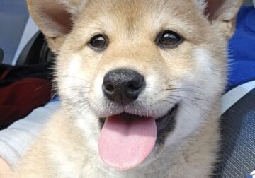 Shiba Puppies