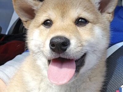 Shiba Puppies