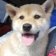 Shiba Puppies