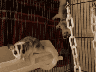 Sugar gliders