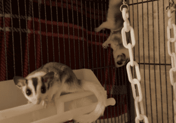 Sugar gliders