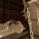 Sugar gliders
