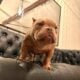 American Bully micro